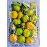 Мандарины на ветке