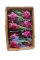 Питахайя