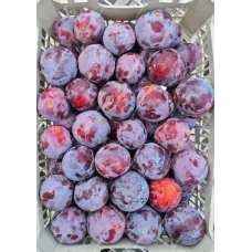 Слива иранская