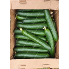 Огурцы гладкие