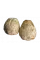 Корень сельдерея