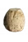 Корень сельдерея