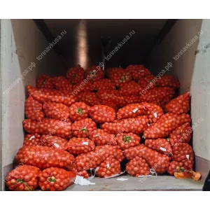 Лук репчатый