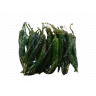 Перец острый зеленый
