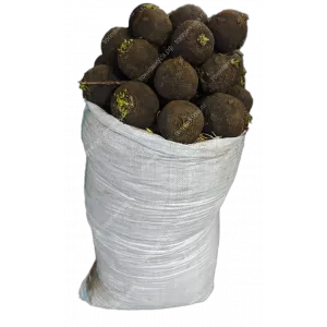 Редька черная