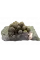 Свекла