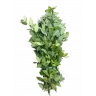 Лавровый лист (Ветки)