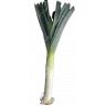 Лук Порей