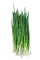 Лук зеленый