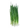 Лук зеленый