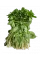 Мята
