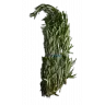 Розмарин