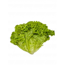 Салат листовой 